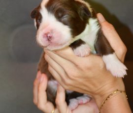 DONUT_Tag10_D-Wurf_Kuglstatter_Aussies