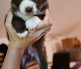 DREAMER_D-Wurf_Kuglstatter-Aussies