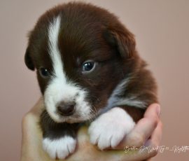 DREAMER_D-Wurf_Kuglstatter-Aussies