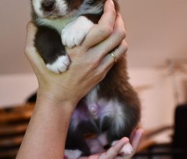 DREAMER_D-Wurf_Kuglstatter-Aussies