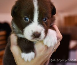 DREAMER_D-Wurf_Kuglstatter-Aussies