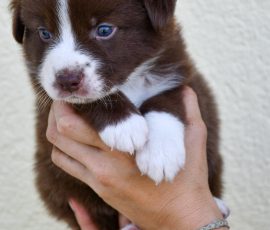 DREAMER_D-Wurf_Tag32_Kuglstatter_Aussies