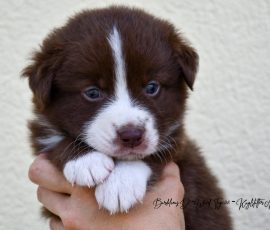 DREAMER_D-Wurf_Tag32_Kuglstatter_Aussies