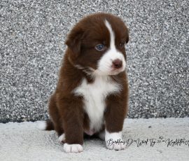 DREAMER_D-Wurf_Tag32_Kuglstatter_Aussies