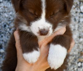 DREAMER_D-Wurf_Tag39_Kuglstatter_Aussies