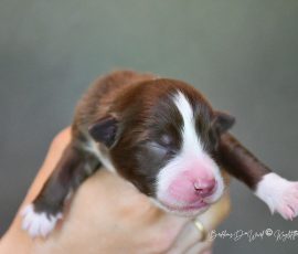 DREAMER_Kuglstatter_Aussie_D-Wurf