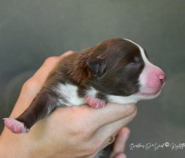 DREAMER_Kuglstatter_Aussie_D-Wurf