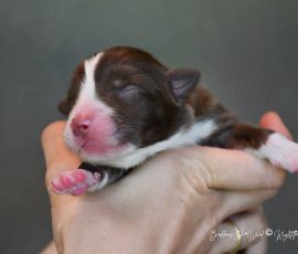 DREAMER_Kuglstatter_Aussie_D-Wurf