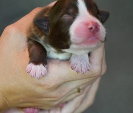 DREAMER_Kuglstatter_Aussie_D-Wurf