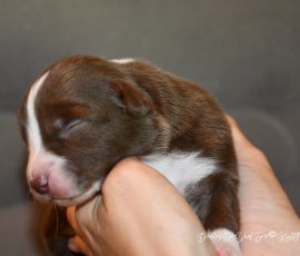 DREAMER_Tag10_D-Wurf_Kuglstatter_Aussies